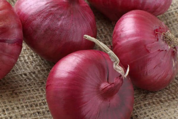 Black sprut onion