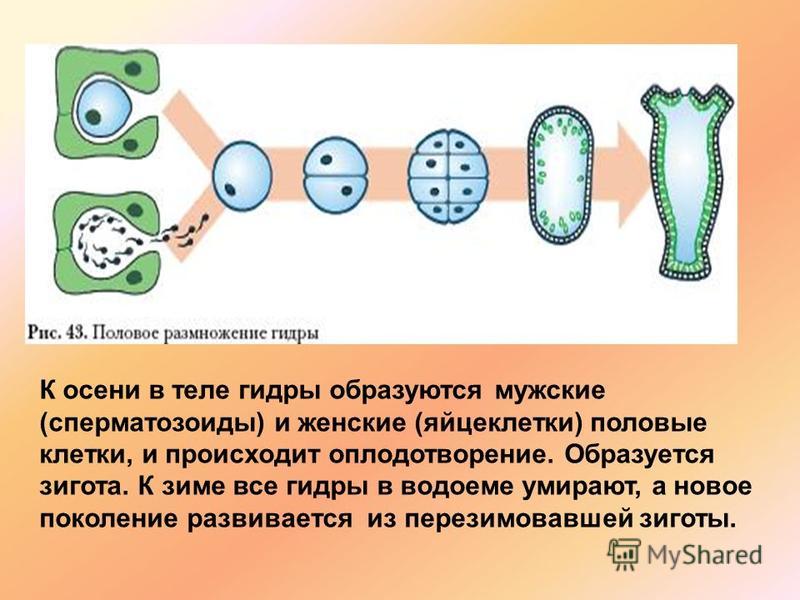 Блэкспрут рутор